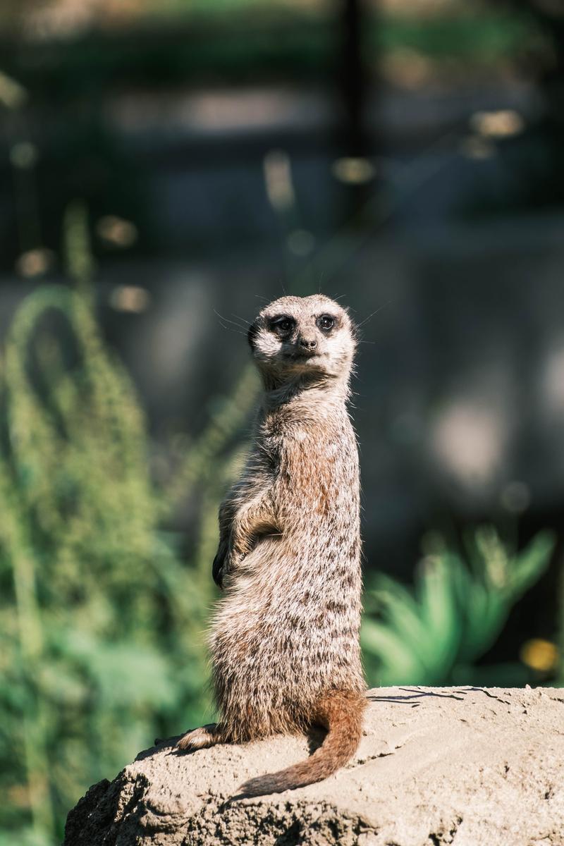 Un suricate dressé sur un rocher, au soleil