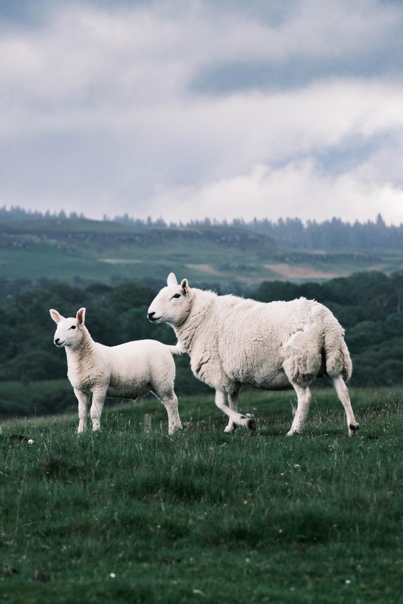 Une brebis et son agneau dans une prairie, sous un ciel nuageux